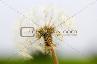 Dandelion Taraxacum Seed Head