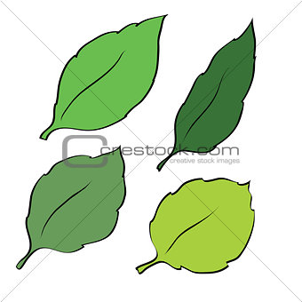 Four leaves isolated on white background