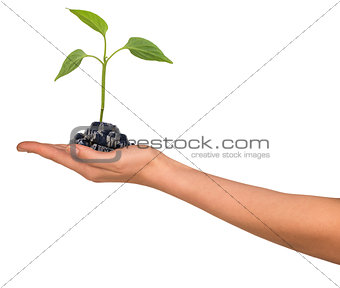 Small plant in womans hand
