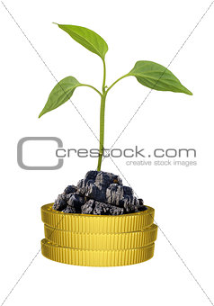 Green plant on gold coins pile
