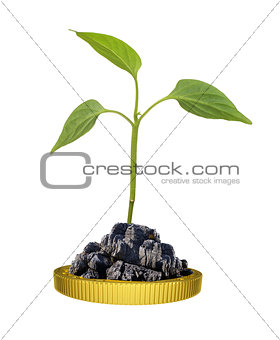 Green plant on gold coin