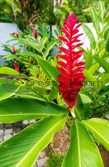Beautiful tropical red ginger flower
