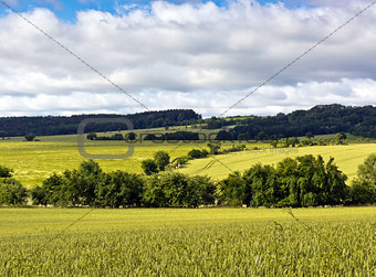 Summer landscape with green fields
