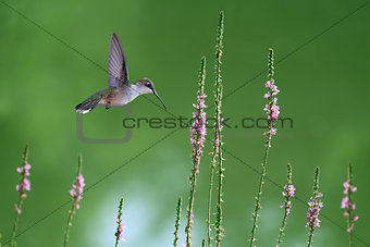 Hummingbird in Flight in Search of Nectar Flowers