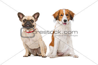French Bulldog and a Kooiker Dog