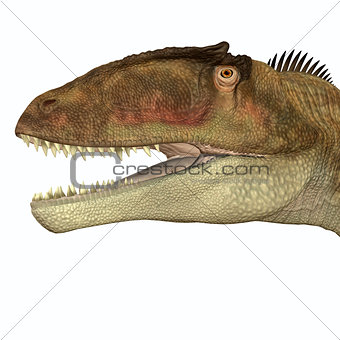 Carcharodontosaurus Head