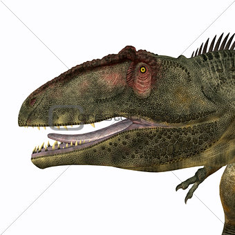 Giganotosaurus Head