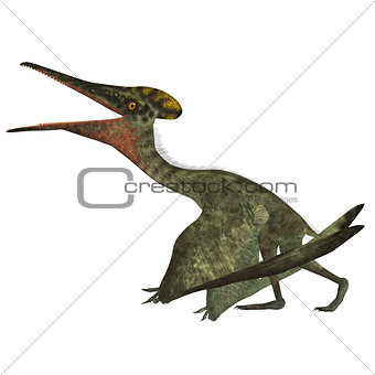 Pterodactylus with Folded Wings