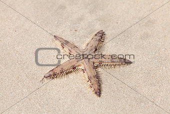 Seastar on the sand of the beach