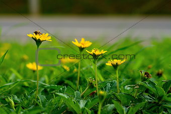 Yellow Climbing wedelia flower