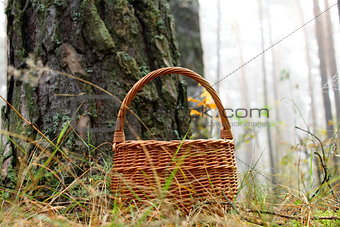 wicker basket with a maple leaf in a pine forest