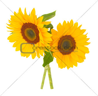 two bright sunflowers