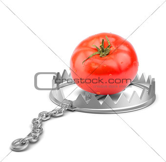 Tomato in bear trap