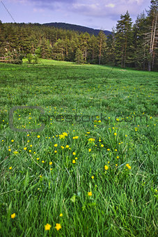 Green Forest Landscape in Rhodopes Mountain