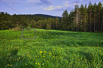 Green Forest Landscape in Rhodopes Mountain