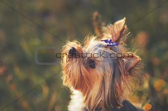 Puppy yorkshire terrier outdoor.