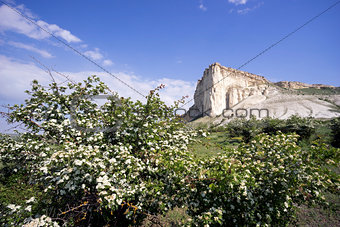 The flowering bushes  hawthorn at the foot of  white mountains.