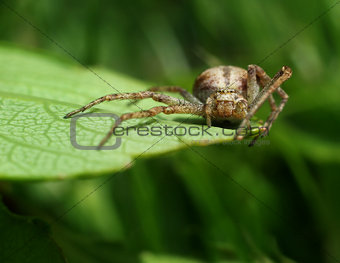 Spider stalking catch on green leaf