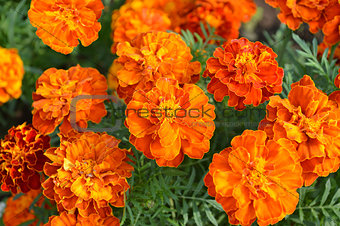Close up yellow marigold in mome garden with nature orange color