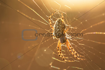 Spider on the Web at Sunrise