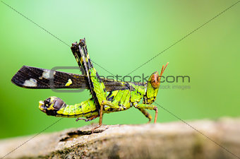 Monkey Grasshopper ( Erianthus serratus )