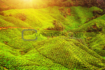 Green tea plantation landscape in sunlight