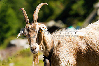 Mountain Goat with horns - Italy