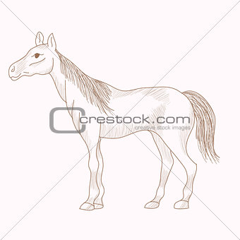 Hand drawn horse, pencil drawing of mare