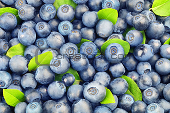 Background from  blueberries