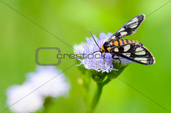 Wasp Moth or Eressa angustipenna