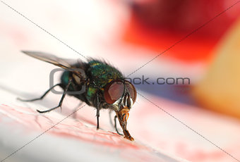 House fly eating sweet