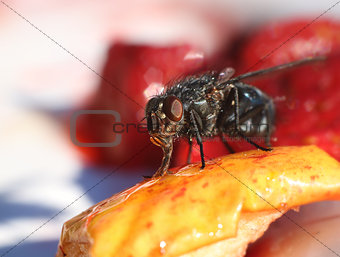 Fly eating sweet fruit macro close-up