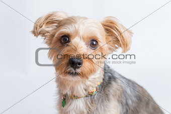 Cute Yorkshire Terrier