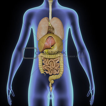 Human Digestive system