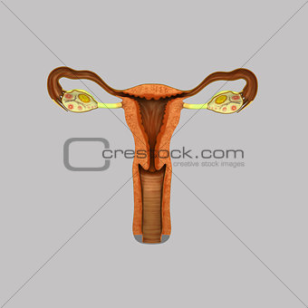 Female Reproductive system