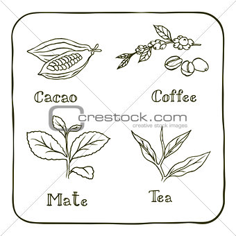 Various herbals - coffee, mate, cacao and tea