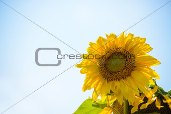 Beautiful Bright Sunflower Against the Blue Sky