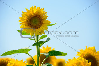 Beautiful Bright Sunflowers Against the Blue Sky