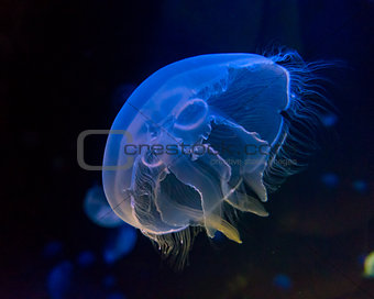 Moon jellyfish  in an aquarium