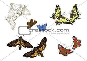Butterfly couples
