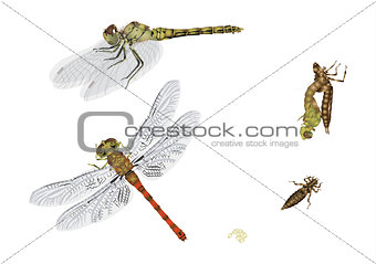 Life cycle of dragonfly