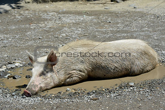 swine in puddle