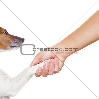dog and owner handshaking