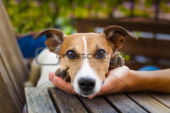 owner petting dog