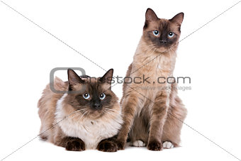 Couple of Ragdoll cats