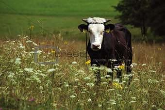 black cow on the meadow