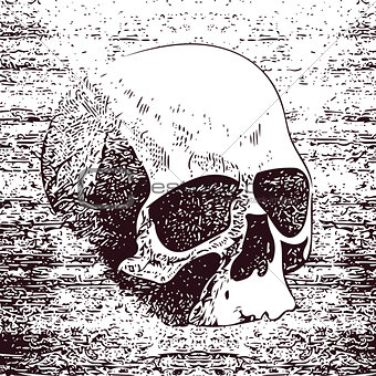 Vector white skull on black background in grunge design style