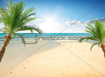 Palms on the beach