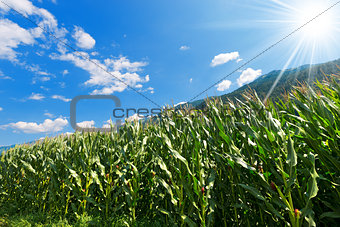 Green Corn Field in Mountain - Trentino Italy