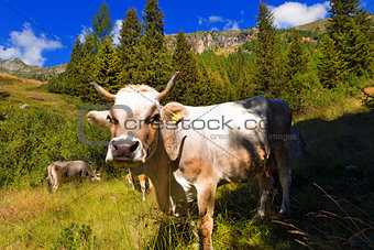 White and Brown Cow in Mountain